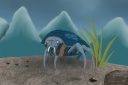 Schildkrötenkrabbe - Turtle crab