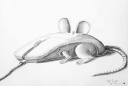 Computeraus - Computermouse